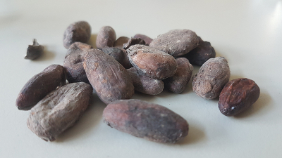 Cocoa beans are the main ingredients of chocolate. However, cocoa plants also absorb toxic heavy metals if the soils are polluted. At BESSY II, a team has now mapped the local distribution of heavy metals inside the beans. Credit: HZB Photo of cocoa beans
