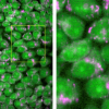 Raman images of living cells