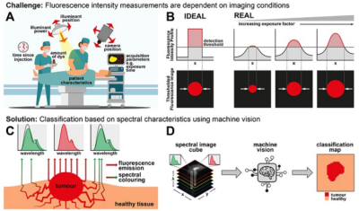 Scientists employ multispectral emission profiles instead of the conventional fluorescence intensity profile to train machine learning models for accurately identifying tumour boundaries. Credit: Waterhouse et al., https://doi.org10.1117/1.JBO.28.9.094804 Diagram of the analysis