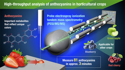 Conceptual diagram of high-throughput analysis for anthocyanins in horticultural crops using PESI/MS/MS. Credit: Dr Issey Takahashi Conceptual diagram of high-throughput analysis for anthocyanins in horticultural crops using PESI/MS/MS